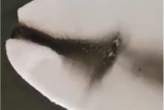 3499拉斯维加斯科技