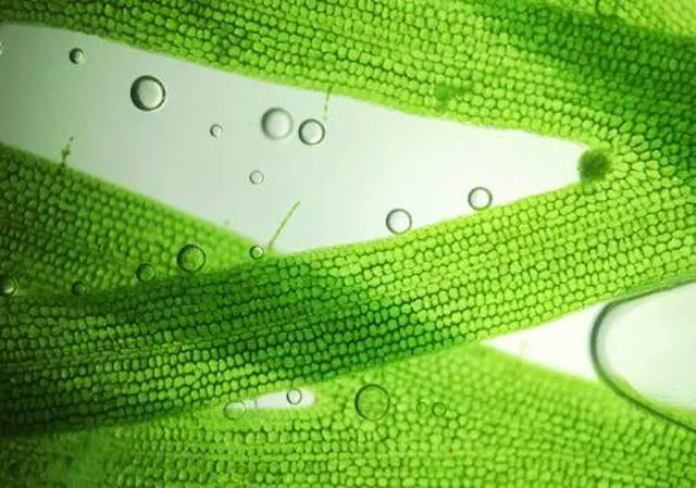 3499拉斯维加斯科技