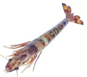 3499拉斯维加斯科技